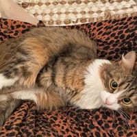 Alice hofft auf ihr Traumzuhause, Katze zur Adoption