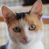 BALI-zuckersüße Tricolor-Katze, Katze zur Adoption
