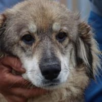 Onra - ruhige, sanfte Wuschelhündin, Hündin zur Adoption