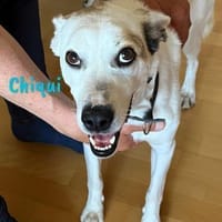 Chiqui liebevoll und verspielt 09/22 DE, Hund zur Adoption