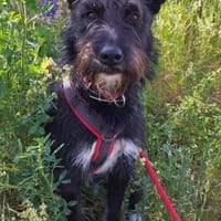Phoebe sucht ihr Für-Immer-Zuhause!, Hündin zur Adoption