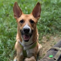 Sonnenschein Gemma sucht ihre Menschen, Hündin zur Adoption
