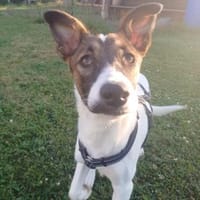 BROWNIE - aufgewecktes Kerlchen, Hund zur Adoption