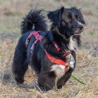 Pepper, Pflegestelle in Niedersachsen, Hund zur Adoption