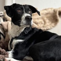 Wunderbare♥Wilma♥wartet in 04157 Leipzig, Hündin zur Adoption