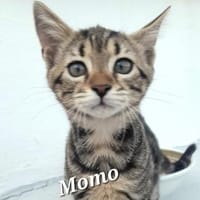 Momo - Ein Traum-Kätzchen!, Katze zur Adoption