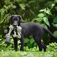Gladio sucht Ihre Aufmerksamkeit, Hund zur Adoption