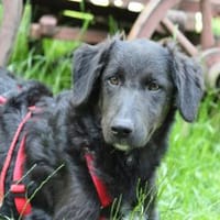 Traumzuhause für Gionona gesucht, Hündin zur Adoption