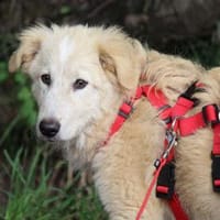 Piave hofft auf sein Wunder, Hund zur Adoption