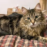 Asia möchte endlich ankommen, Katze zur Adoption