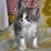 Chiro hofft auf seine zweite Chance, Kater zur Adoption