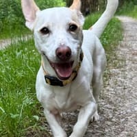 Manolo auf der Suche nach Glück 82284, Hund zur Adoption