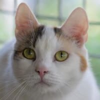 BATIDA-wunderschöne Tricolor-Katze, Katze zur Adoption