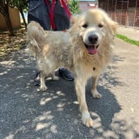 Wuscheliger Medo sucht liebevolles Zuhau, Hund zur Adoption