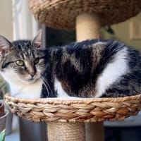 Alma sucht ein liebevolles Zuhause, Katze zur Adoption