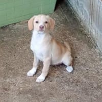 Traumzuhause für Carina gesucht, Hündin zur Adoption