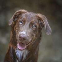 Giano freut sich auf Sie!, Hund zur Adoption