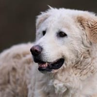 Fido wünscht sich ein eigenes Körbchen, Hund zur Adoption