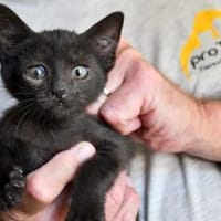 Claudia sucht schönes Zuhause, Katze zur Adoption
