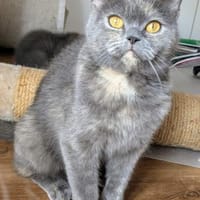 Caroline, Katze zur Adoption