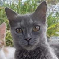 Mama Minka sucht Zuhause, Katze zur Adoption