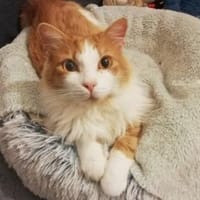 Verschmuster Finn möchte ankommen, Kater zur Adoption