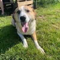Floyd, gemütlicher Bär sucht, Hund zur Adoption