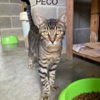 Peco möchte zu Dir ziehen, Kater zur Adoption