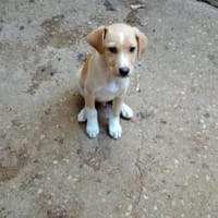 Ciro sucht sein Körbchen, Hund zur Adoption
