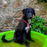 Möchten Sie Giuseppino zu sich holen?, Hund zur Adoption
