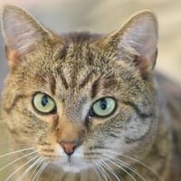 LEO-ruhiger Kater,ein Überlebenskünstler, Kater zur Adoption