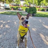 Mica sucht erfahrenes Zuhause, Hund zur Adoption