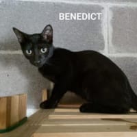 Benedict - Wer spielt mit mir?, Kater zur Adoption