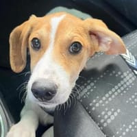 Carlo möchte sein Leben genießen, Hund zur Adoption