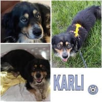 KARLI -menschenbezogene Frohnatur-, Hund zur Adoption