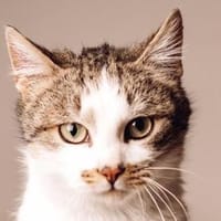 MUFFIN-wunderschöner Jung-Kater, Kater zur Adoption
