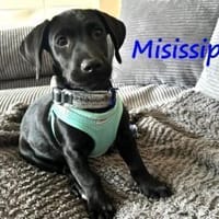 Misissippi kleiner Labrador-Mix Welpe!, Hund zur Adoption