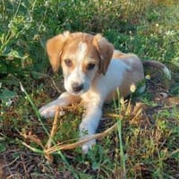 Erik möchte Ihnen Freude bringen, Hund zur Adoption