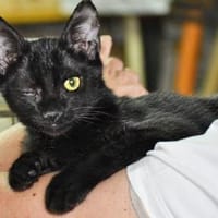 Kleiner Pirat Charly sucht Zuhause, Kater zur Adoption