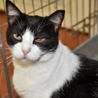 Schmusige Felicia sucht Zuhause, Katze zur Adoption