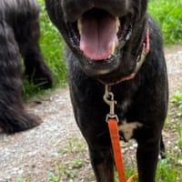 Alonso ein Herz von Hund / PLZ 82284, Hund zur Adoption
