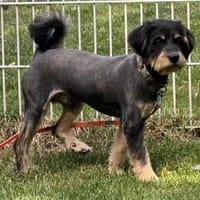 Tristan der nette Bub / 82284, Hund zur Adoption