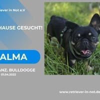 Alma-auf der Suche nach ihrem Zuhause, Hündin zur Adoption