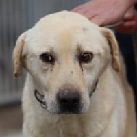 Timon - liebenswerter Rüde, Hund zur Adoption