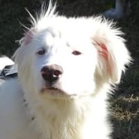 Arik, Hund zur Adoption