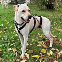 Mirko auf Pflegestelle in Thüringen, Hund zur Adoption
