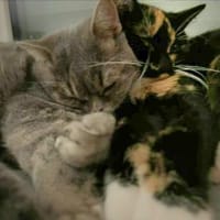 Zwei Schmusetiger suchen gem. Zuhause, Katze zur Adoption
