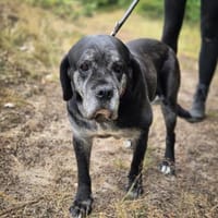 Berta, Hündin zur Adoption