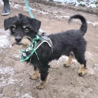 Temperamentvoller Fritz, Hund zur Adoption