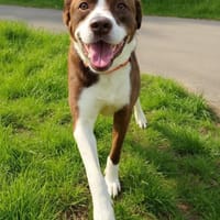 Cayo, 5 Jahre, sucht passenden Deckel, Hund zur Adoption